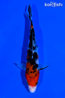 5.5" SANKE