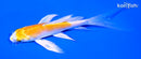 4.75" HARIWAKE BUTTERFLY