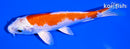5.25" HARIWAKE