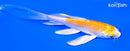 4.75" HARIWAKE BUTTERFLY