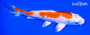 5.25" HARIWAKE