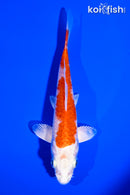5.25" HARIWAKE