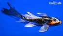5" GINRIN BENI KIKOKURYU BUTTERFLY