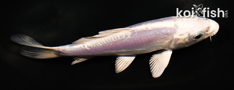 5" DOITSU PLATINUM OGON