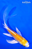 4.75" HARIWAKE BUTTERFLY