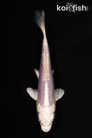 5" DOITSU PLATINUM OGON