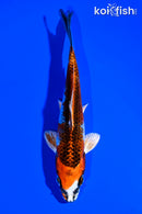 5.5" KUJAKU