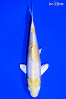 5.5" LEMON HARIWAKE