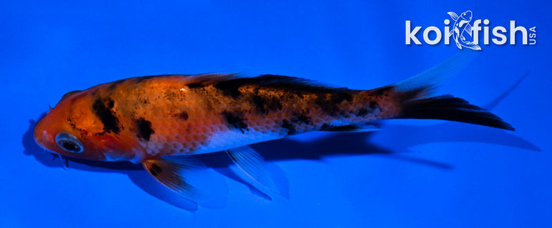 4.5" AKA SANKE