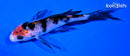 4" SHOWA BUTTERFLY