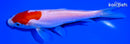 6" DOITSU KOHAKU