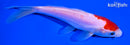 6" DOITSU KOHAKU