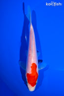 6" DOITSU KOHAKU