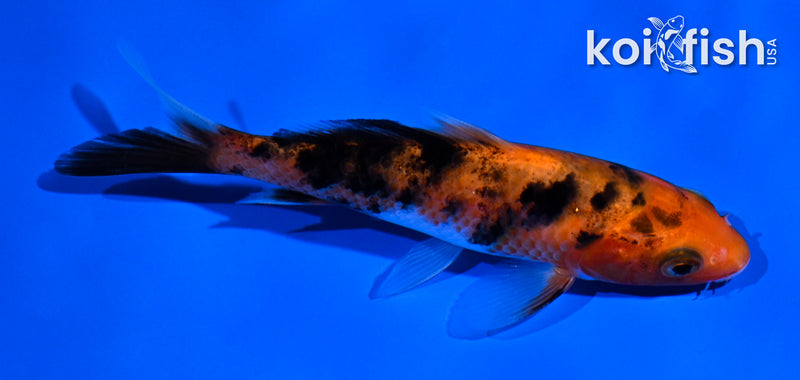 4.5" AKA SANKE