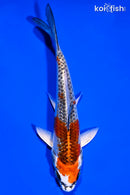 6" KUJAKU