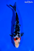 6" DOITSU SANKE