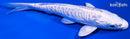 5.5" DOITSU PLATINUM OGON