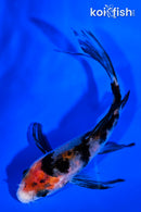 4" SHOWA BUTTERFLY