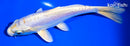 5.75" DOITSU LEMON HARIWAKE