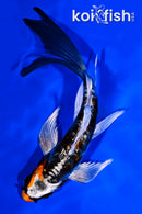 5" GINRIN BENI KIKOKURYU BUTTERFLY