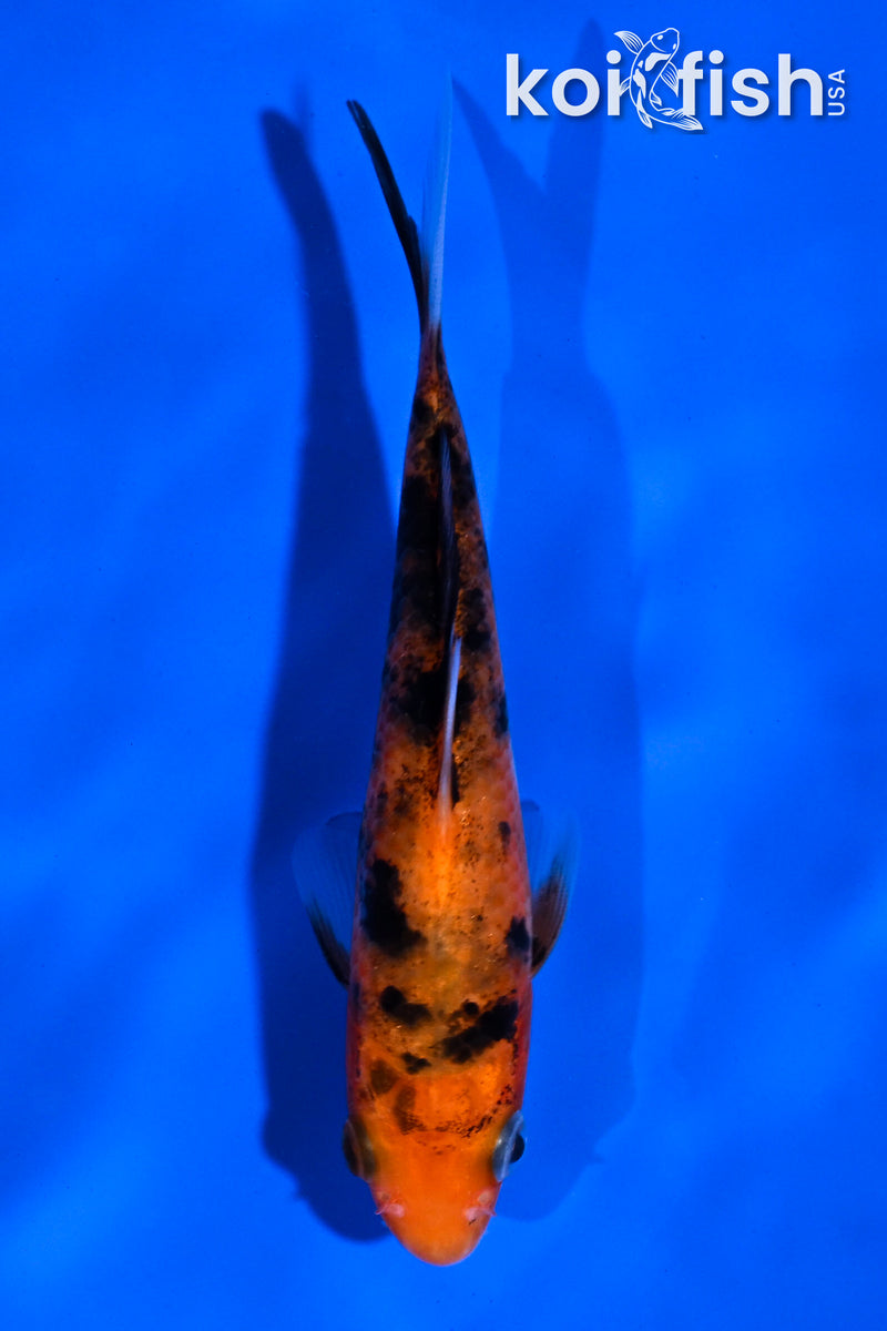 4.5" AKA SANKE
