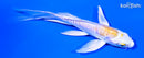 5" DOITSU LEMON HARIWAKE BUTTERFLY