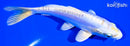 5.75" DOITSU LEMON HARIWAKE