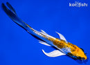 6.25" GINRIN KUJAKU BUTTERFLY