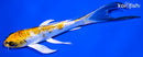 6.25" GINRIN KUJAKU BUTTERFLY