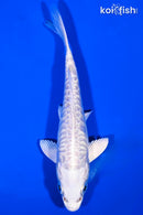 5.5" DOITSU PLATINUM OGON
