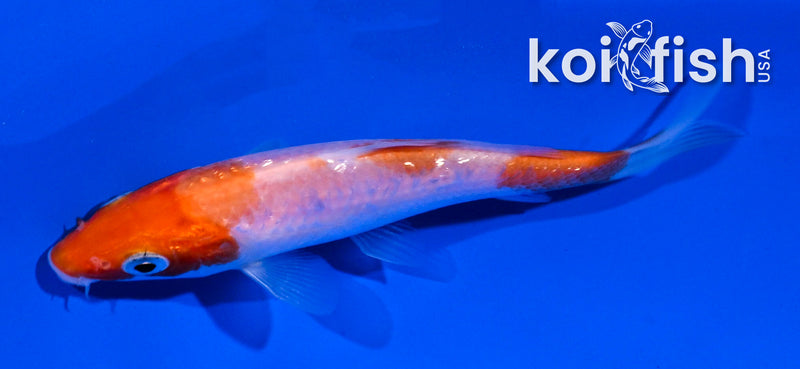 4.5" GINRIN KOHAKU
