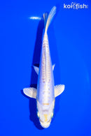 5.75" DOITSU LEMON HARIWAKE