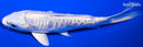 5.5" DOITSU PLATINUM OGON