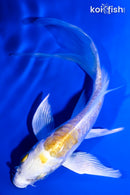 5" DOITSU LEMON HARIWAKE BUTTERFLY