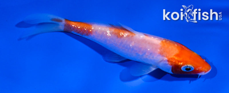 4.5" GINRIN KOHAKU