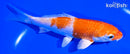 5.5" HARIWAKE