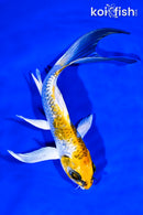 6.25" GINRIN KUJAKU BUTTERFLY