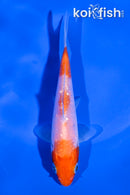 4.5" GINRIN KOHAKU