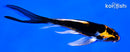 4.25" DOITSU KABUTO BUTTERFLY