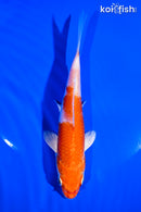 5.5" HARIWAKE