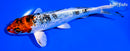 6.25" GINRIN YAMATO NISHIKI