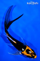 4.25" DOITSU KABUTO BUTTERFLY