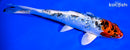 6.25" GINRIN YAMATO NISHIKI