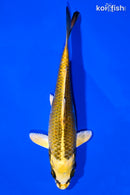 5.75" KI MATSUBA