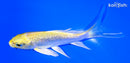 4.75" YAMABUKI OGON BUTTERFLY
