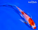 5.5" HARIWAKE BUTTERFLY