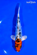 6.25" GINRIN YAMATO NISHIKI