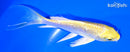 4.75" YAMABUKI OGON BUTTERFLY