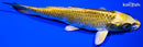 5.75" KI MATSUBA