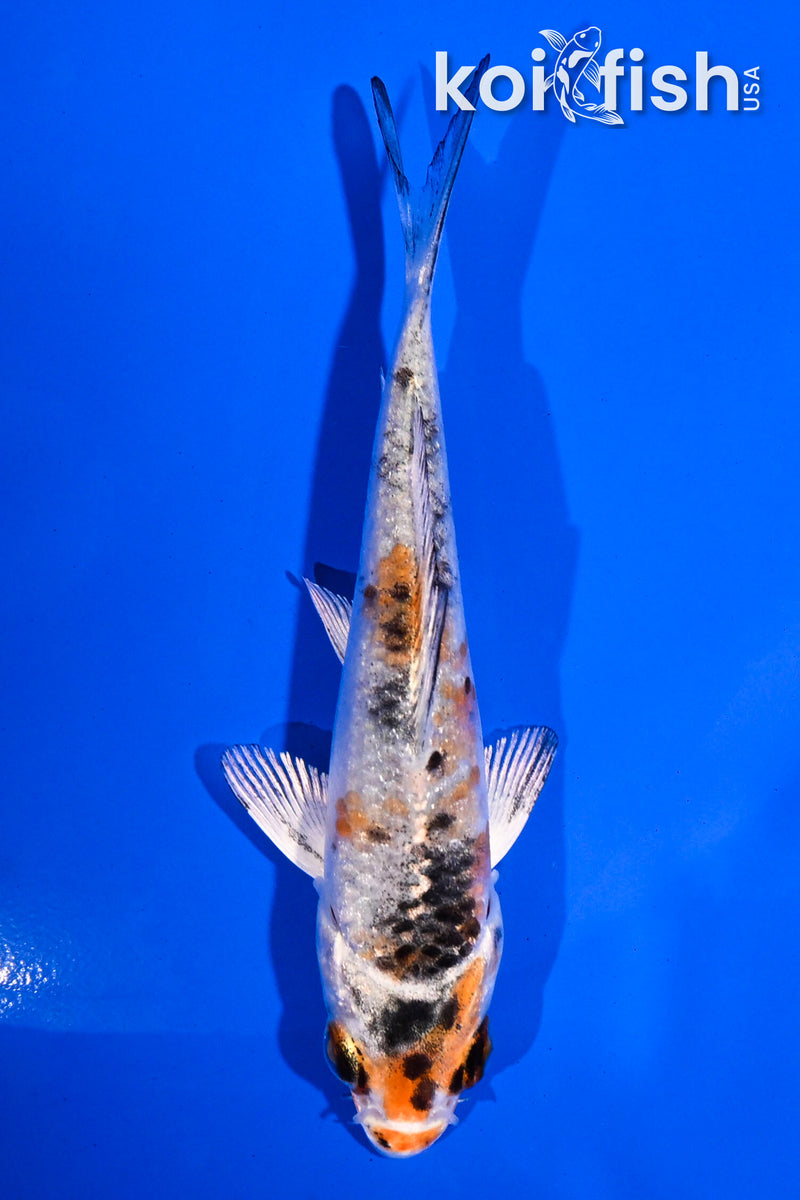 4" YAMATO NISHIKI